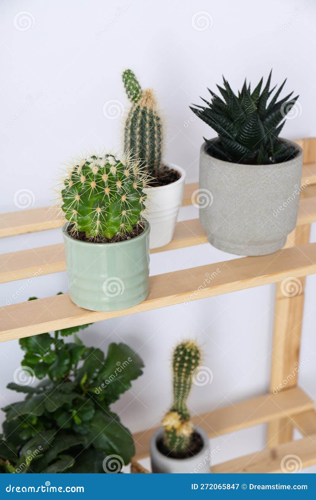 Cozy Hobby Growing Indoor Plants at Home Stock Image Image of room, interior 272065847