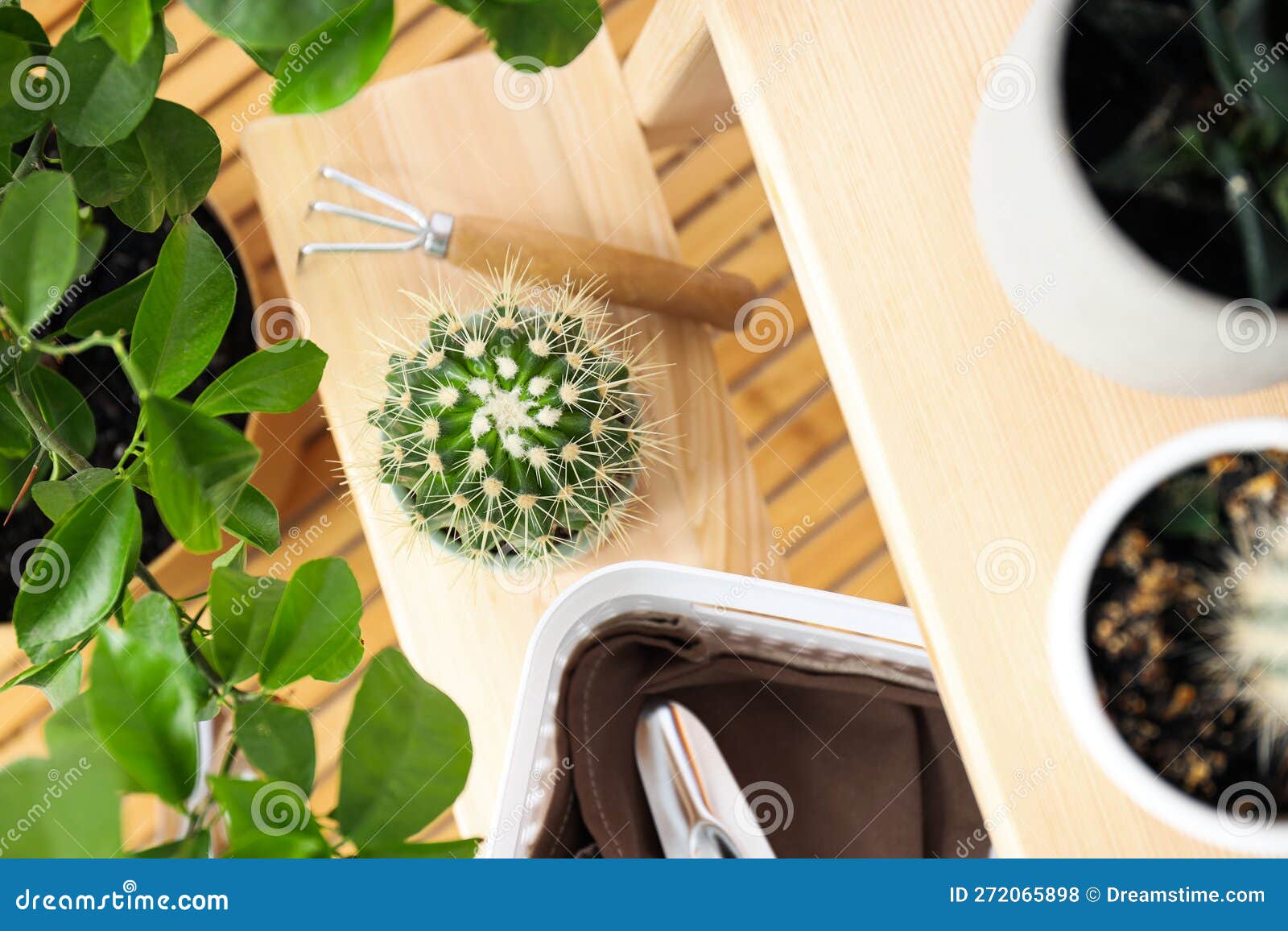 Cozy Hobby Growing Indoor Plants at Home Stock Photo Image of wall