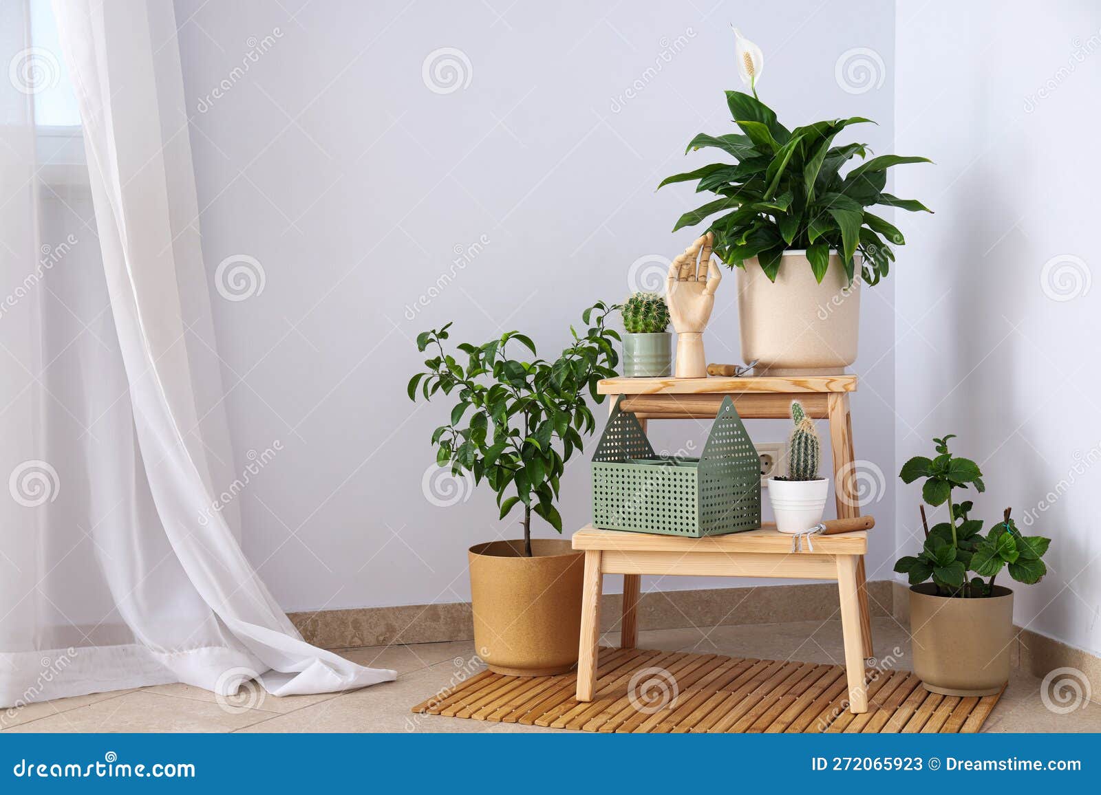 Cozy Hobby Growing Indoor Plants at Home Stock Image Image of leaf