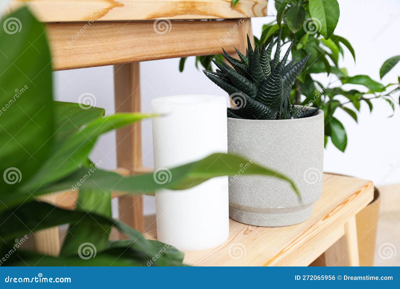 Cozy Hobby Growing Indoor Plants at Home Stock Photo Image of