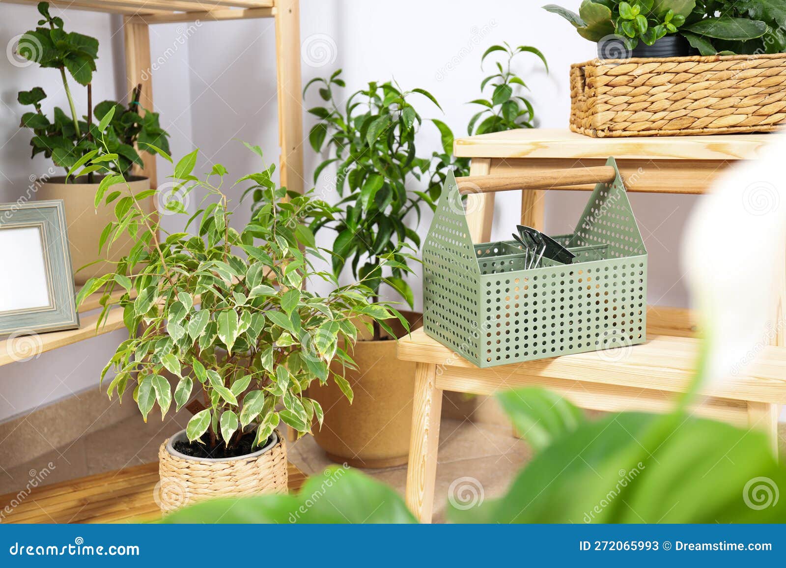Cozy Hobby Growing Indoor Plants at Home Stock Image Image of style