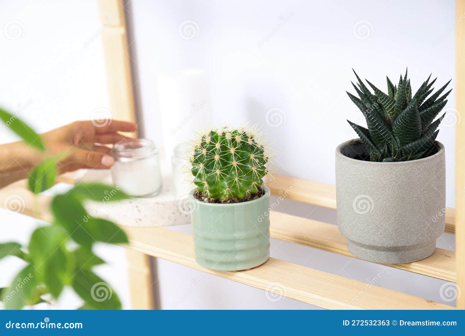 Cozy Hobby Growing Indoor Plants at Home Stock Image Image of