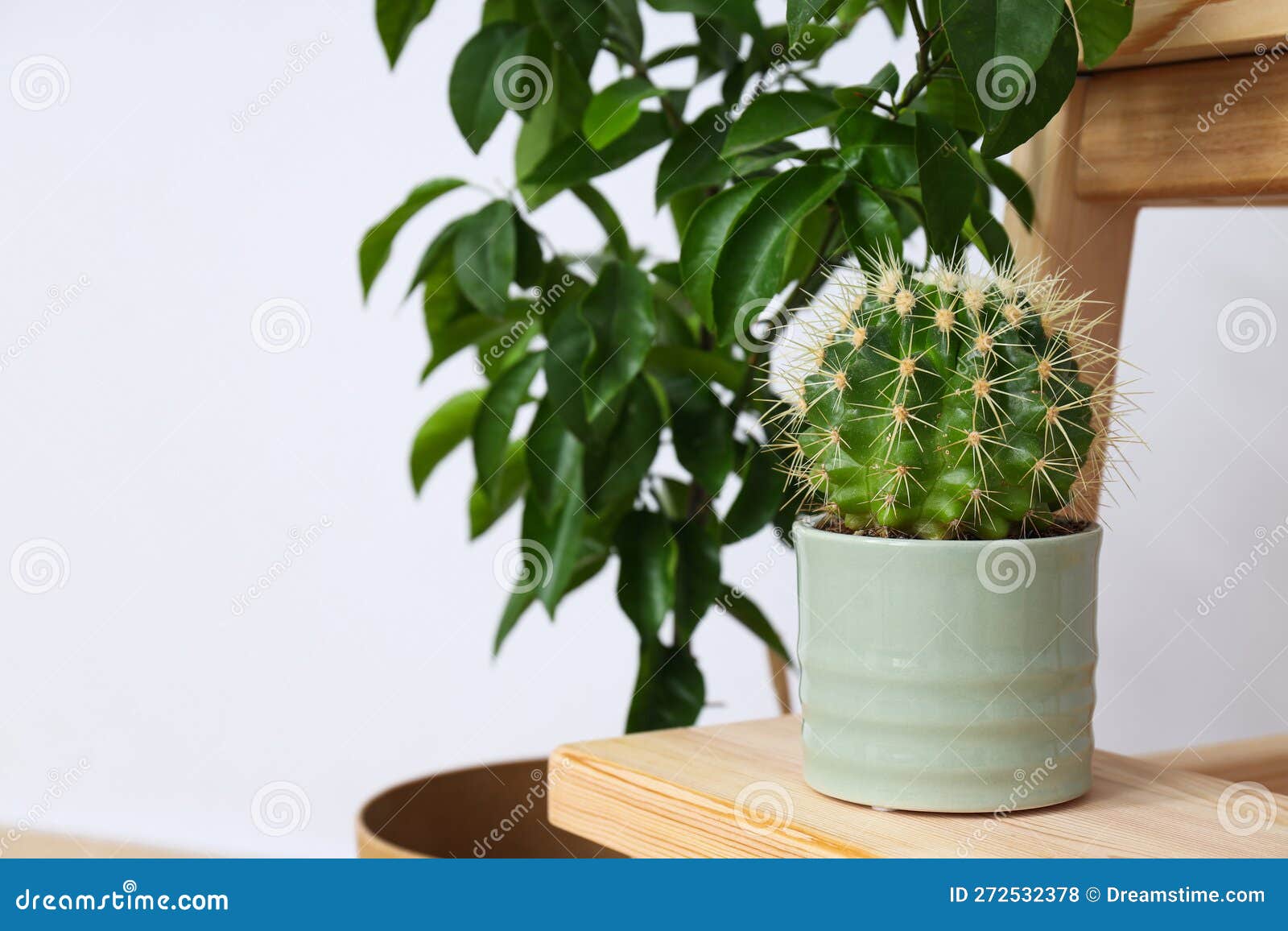 Cozy Hobby Growing Indoor Plants at Home Stock Photo Image of
