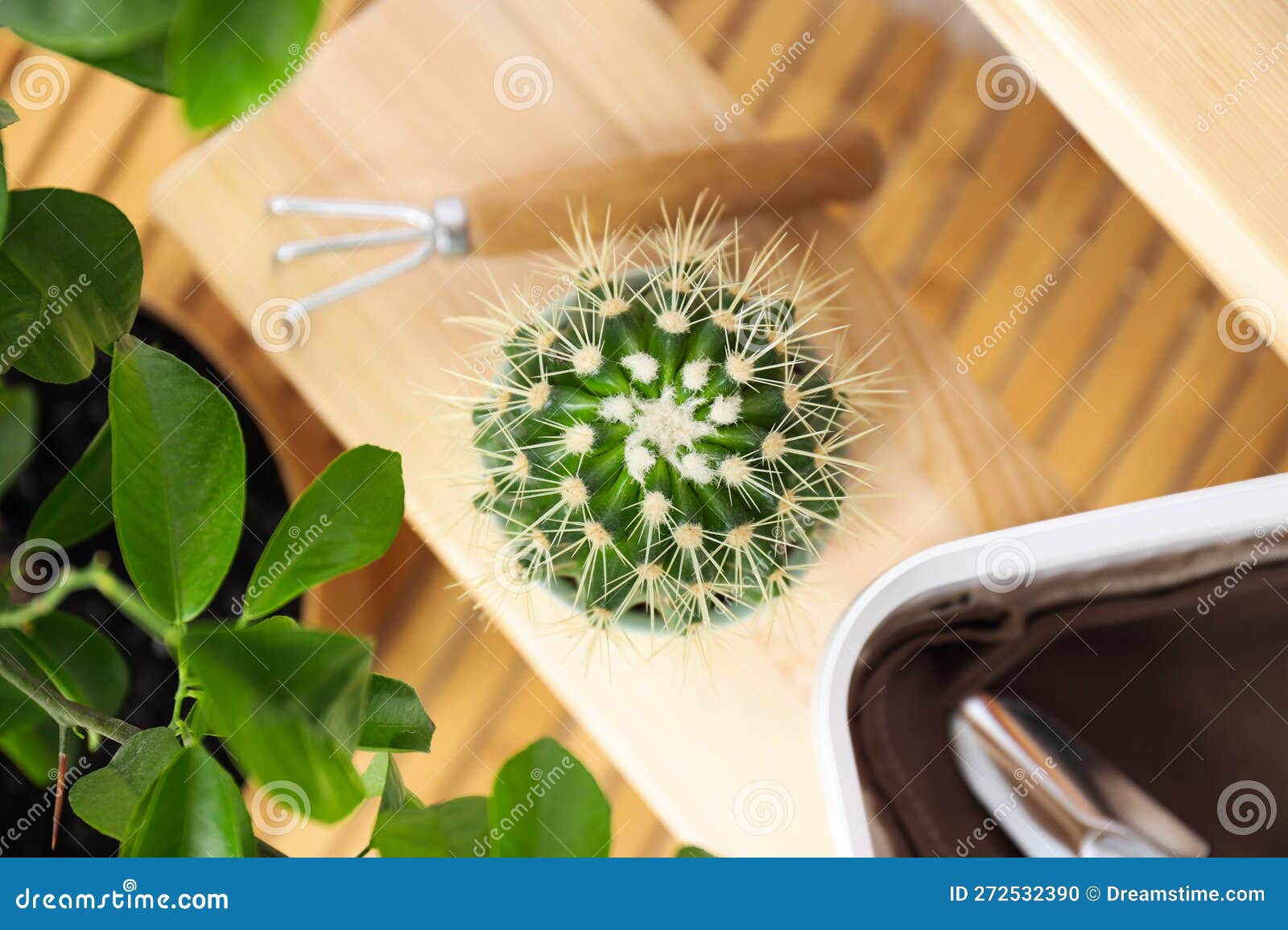 Cozy Hobby Growing Indoor Plants at Home Stock Photo Image of