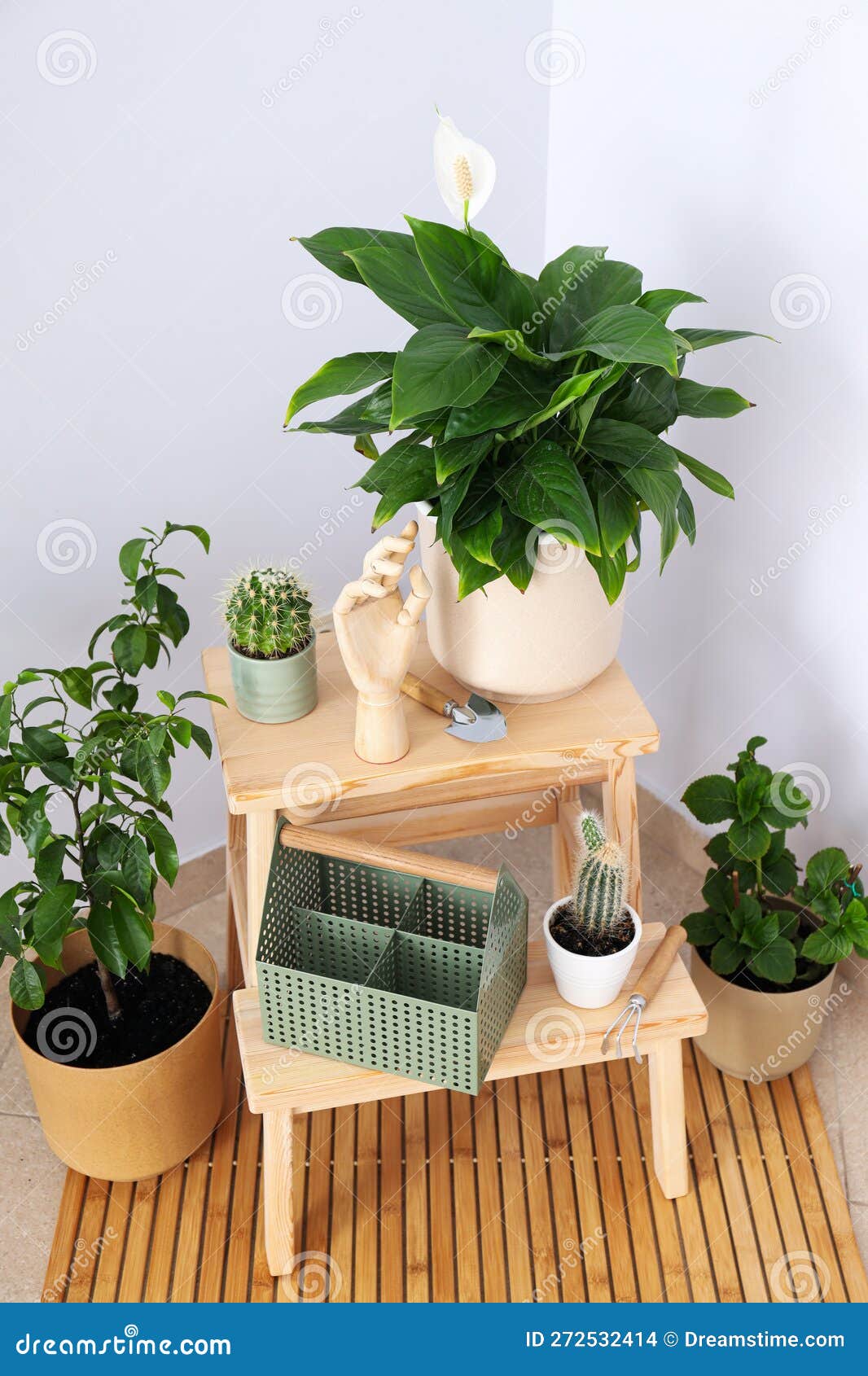 Cozy Hobby Growing Indoor Plants at Home Stock Photo Image of leaf