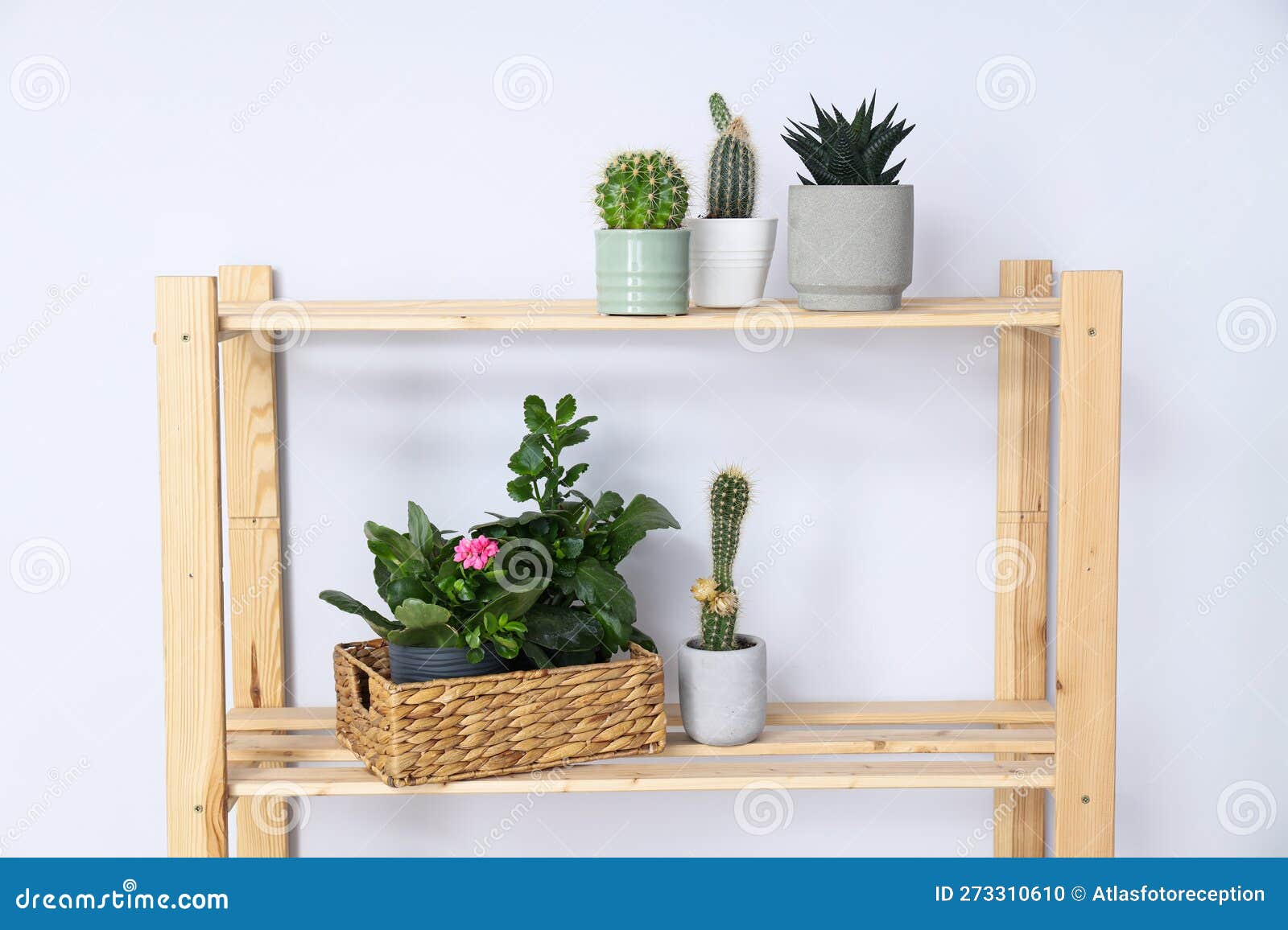 Cozy Hobby Growing Indoor Plants at Home Stock Photo Image of