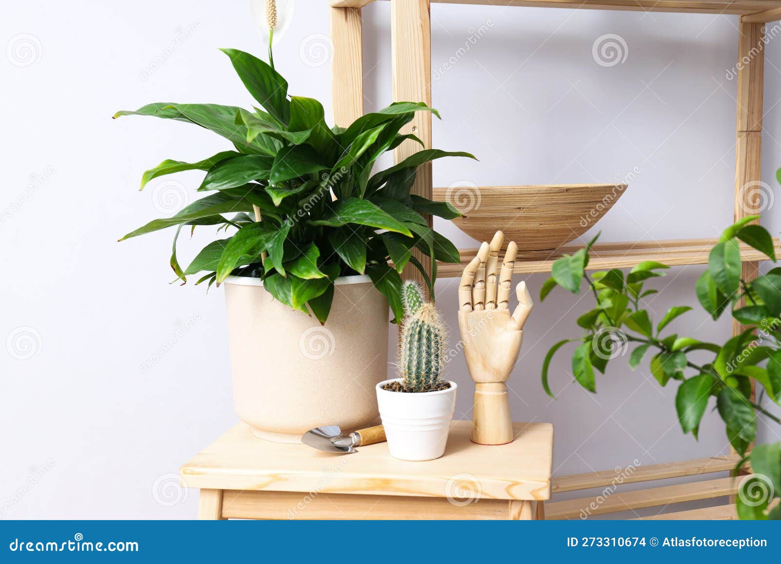 Cozy Hobby Growing Indoor Plants at Home Stock Photo Image of style