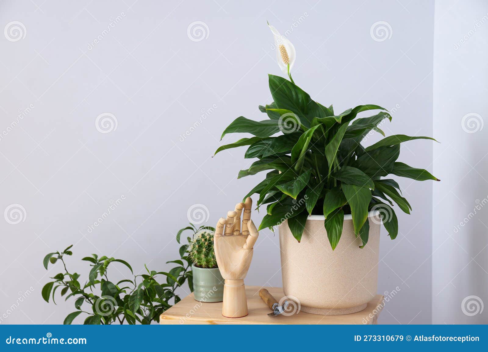 Cozy Hobby Growing Indoor Plants at Home Stock Image Image of