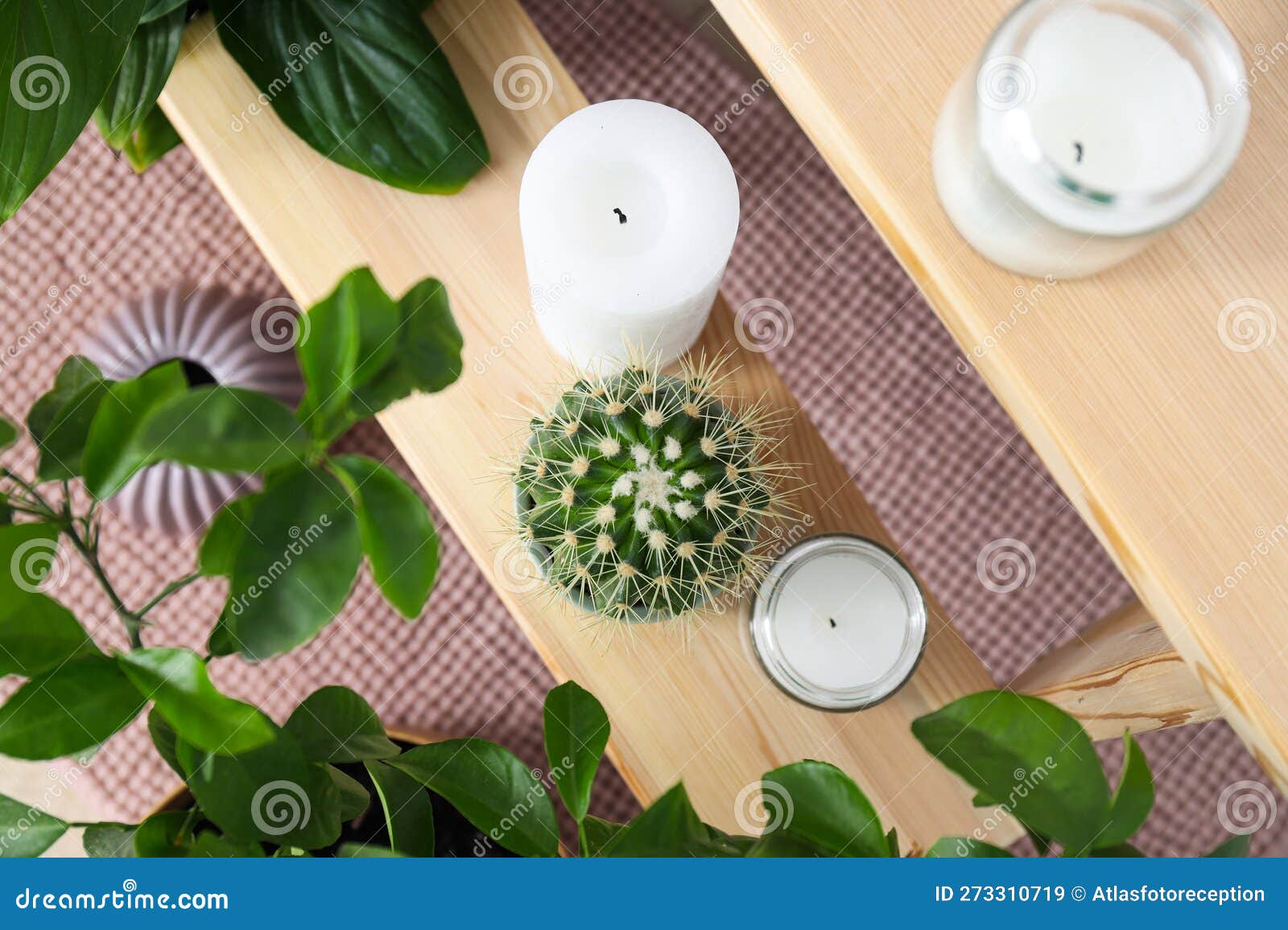 Cozy Hobby Growing Indoor Plants at Home Stock Image Image of wall