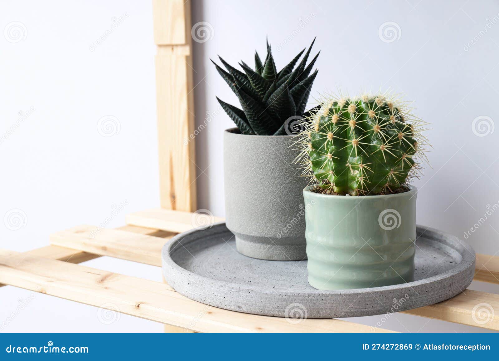 Cozy Hobby Growing Indoor Plants at Home Stock Image Image of