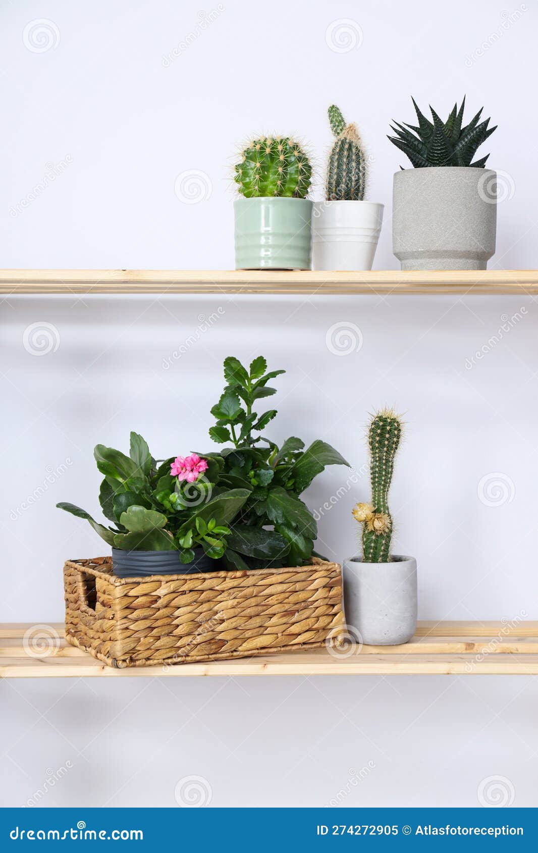Cozy Hobby Growing Indoor Plants at Home Stock Image Image of