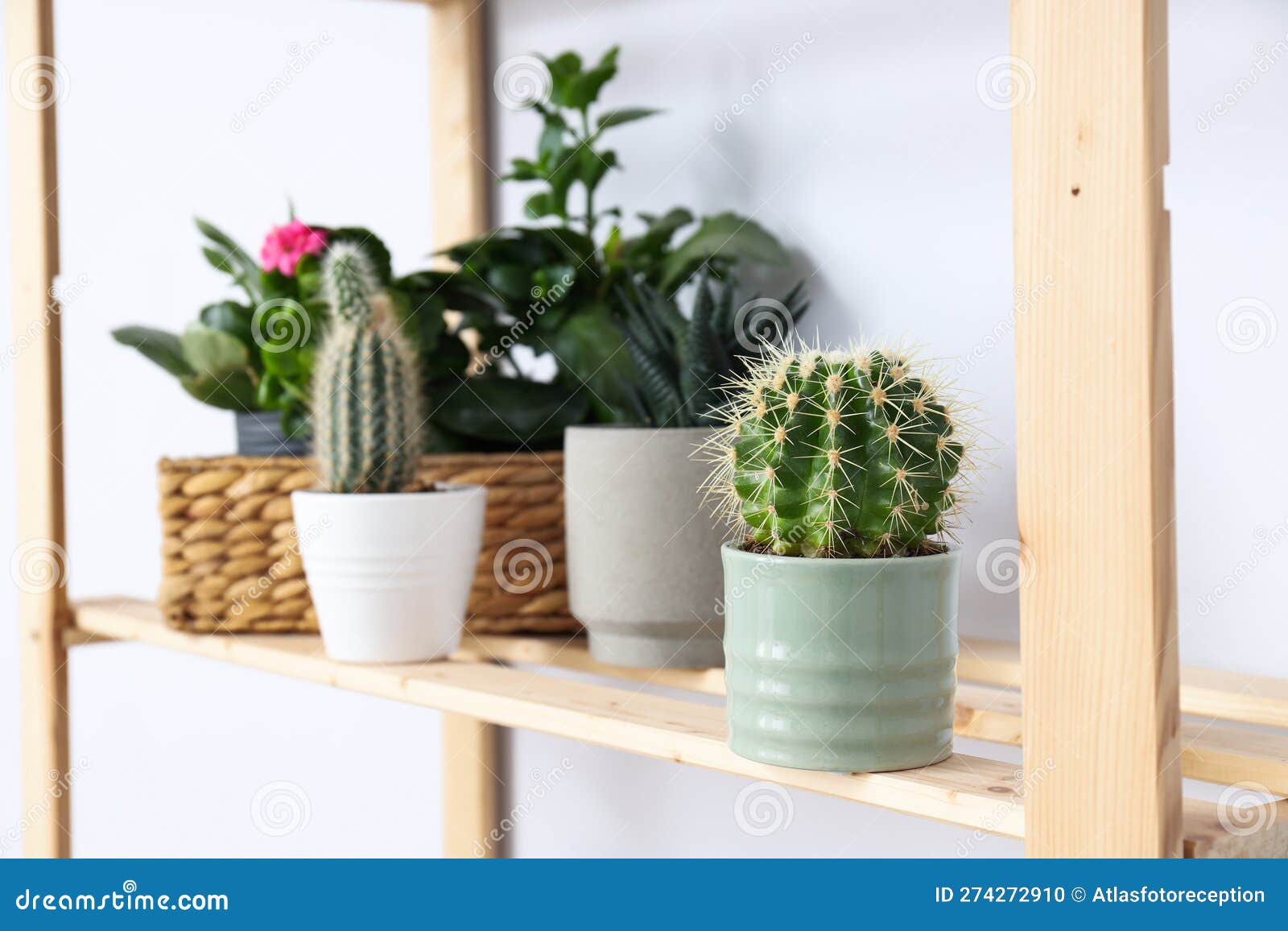 Cozy Hobby Growing Indoor Plants at Home Stock Photo Image of