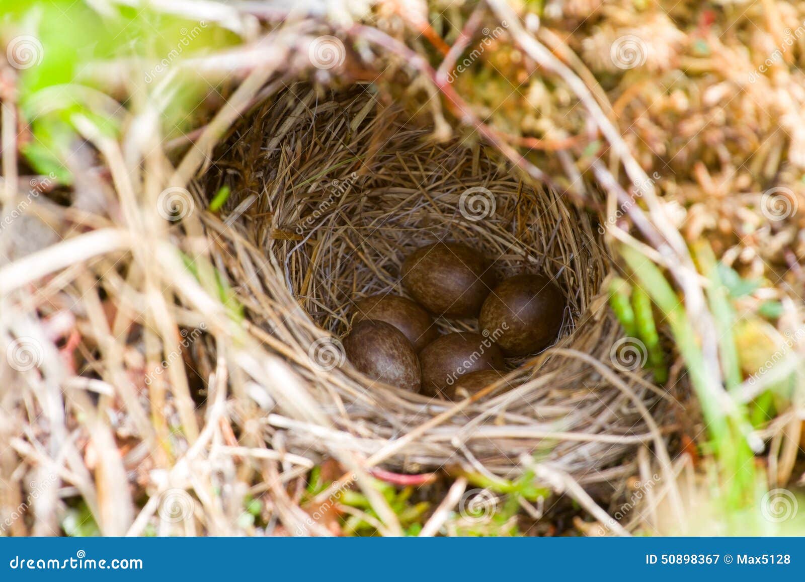 Cozy nest stock image. Image of bird, incubation, atmosphere 50898367