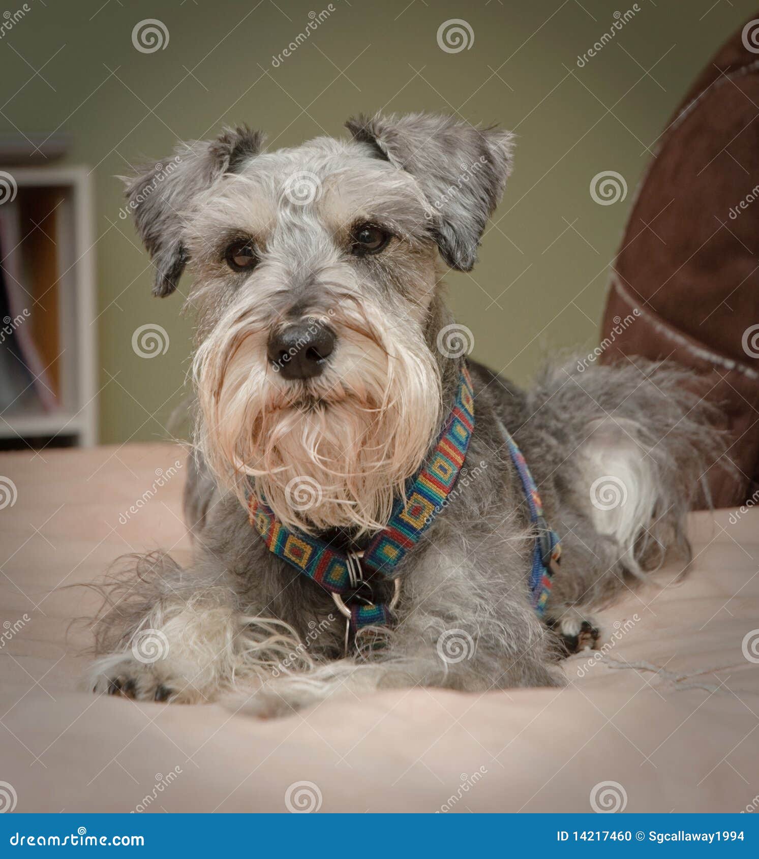 Cozy Small Grey Dog Stock Photo - Image: 14217460