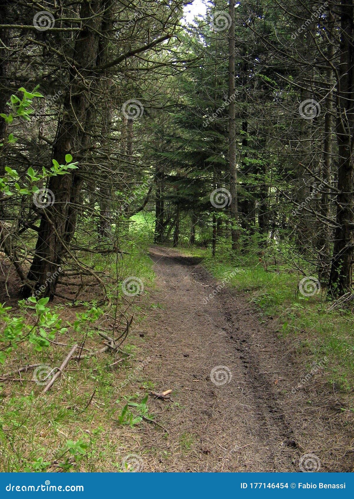cozzano pineta, provincia di parma,italy, path in the pine and fir forest