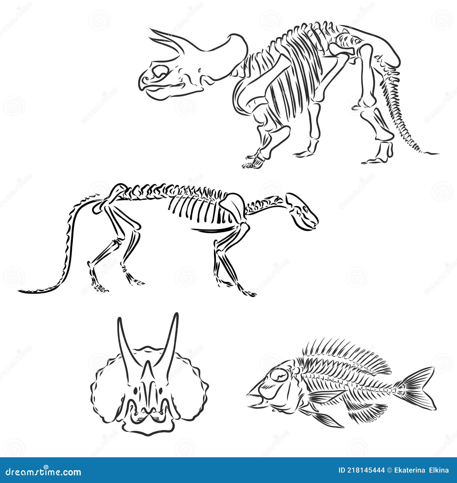 Cráneo De Dinosaurio. Dibujo De Trex Cráneo Dinosaurio Esqueleto Vector  Ilustración del Vector - Ilustración de viejo, museo: 218145444