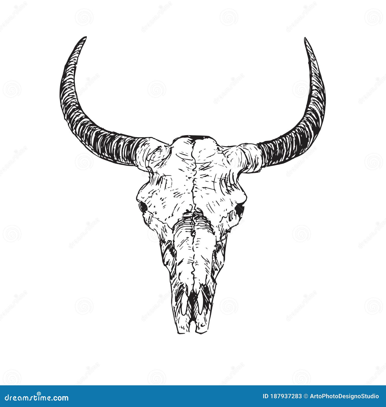 Cráneo De Toro Con Cuernos Dibujado a Mano Boceto De Tinta Ilustración  Vectorial Ilustración del Vector - Ilustración de animal, halloween:  187937283