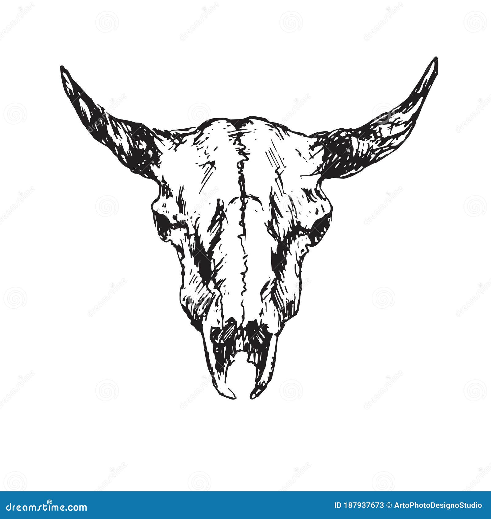 Cráneo De Toro Con Cuernos Dibujado a Mano Boceto De Tinta Ilustración  Vectorial Ilustración del Vector - Ilustración de bisonte, garabato:  187937673