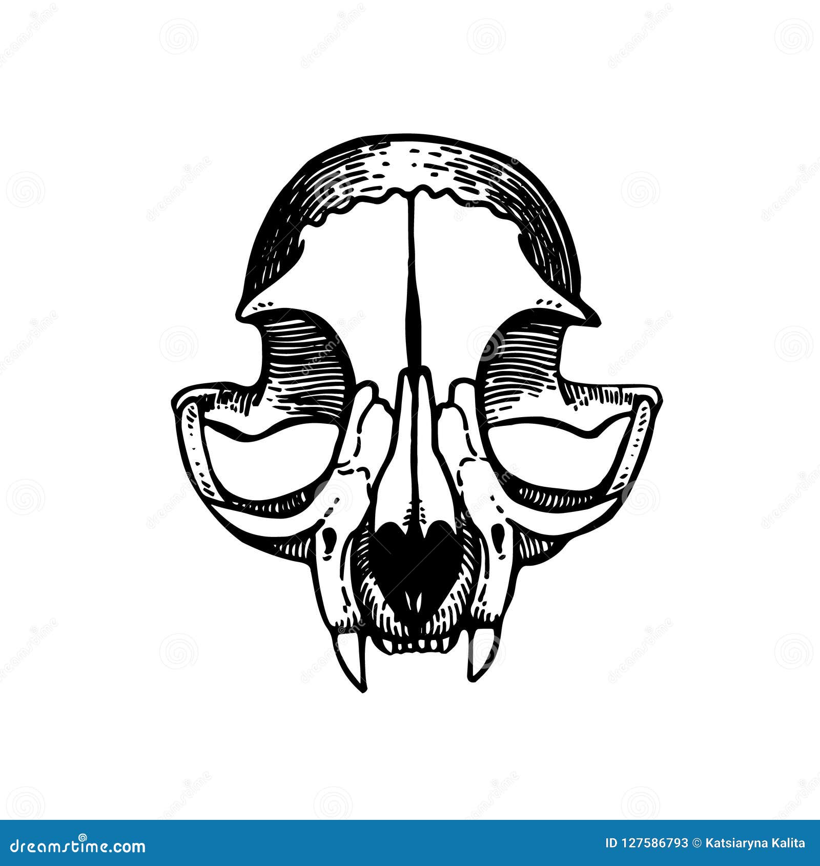 Crane D Un Chat Art D Illustration De Vecteur Gravure De Vintage Illustration De Vecteur Illustration Du Visage Retrait Crane D Un Chat Art D Illustration De Vecteur Gravure De Vintage Illustration De Vecteur Illustration Du Visage Retrait