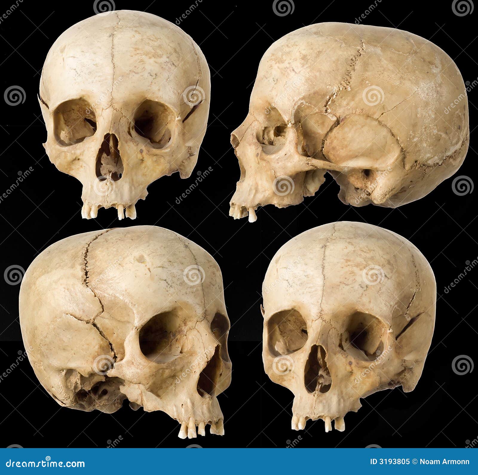 photo libre de droits crâne humain image