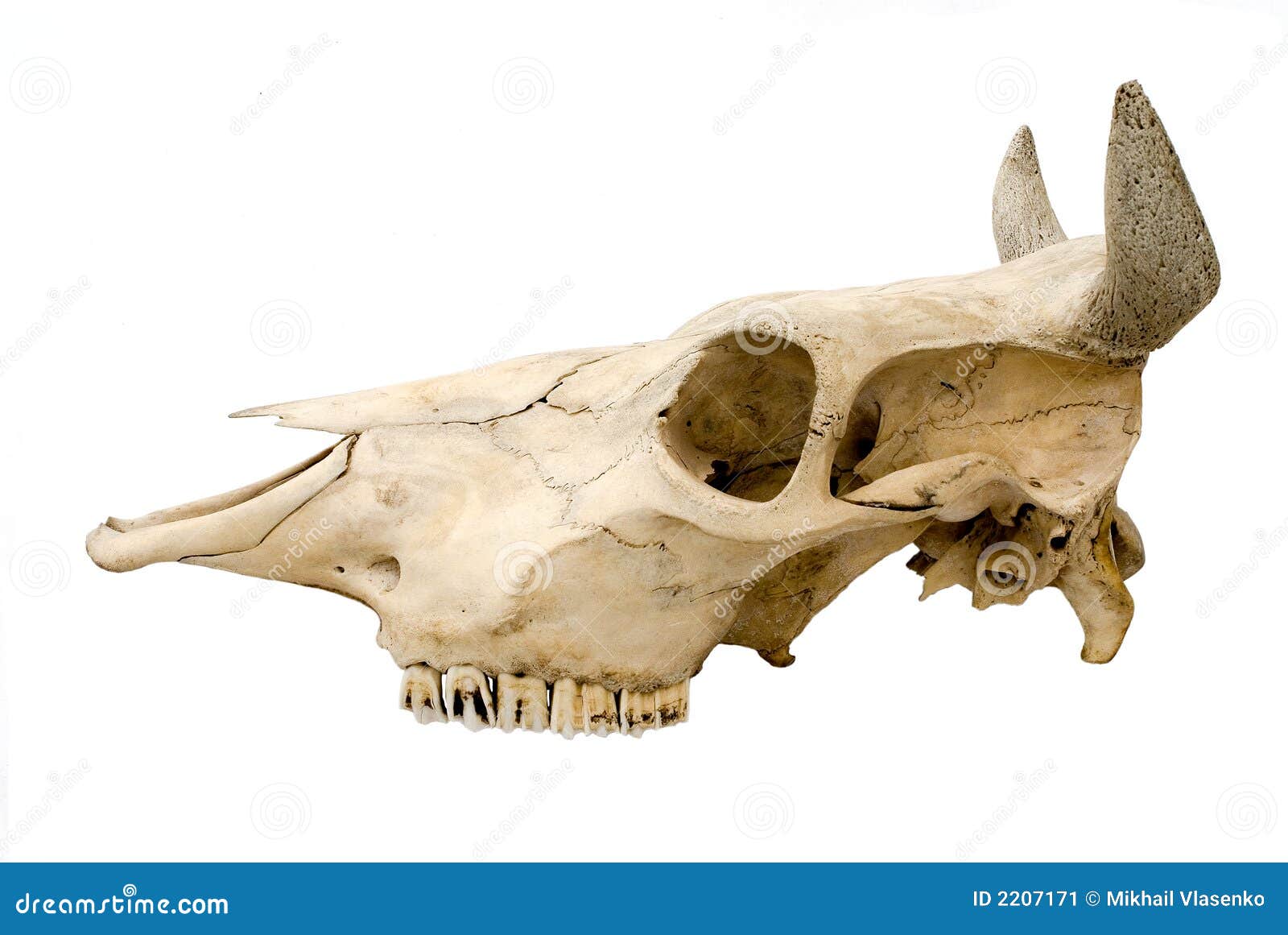 4. The first hominines « Hominin Evolution \u0026 Ecology, image size:1600x1161