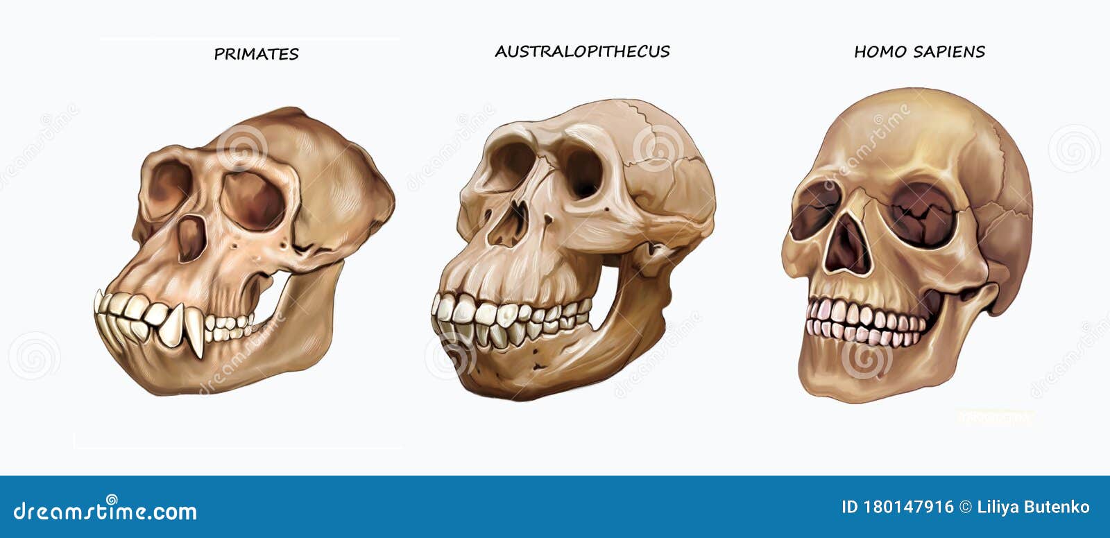 Evolução Humana Macaco Australopithecus Homo Sapiens Desenho Realista  Ilustração Para fotos, imagens de © Liliya.Butenko #356231568