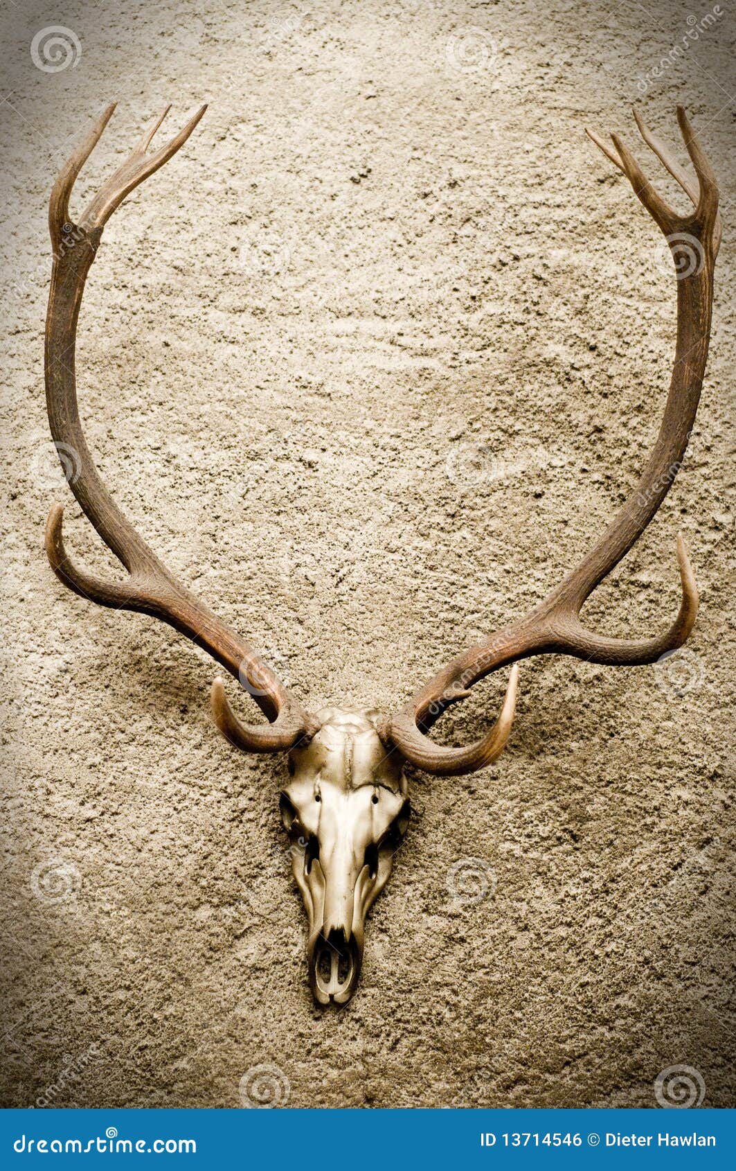 Crânio de Veado foto de stock. Imagem de museu, vara - 13714546, image size:1063x1690