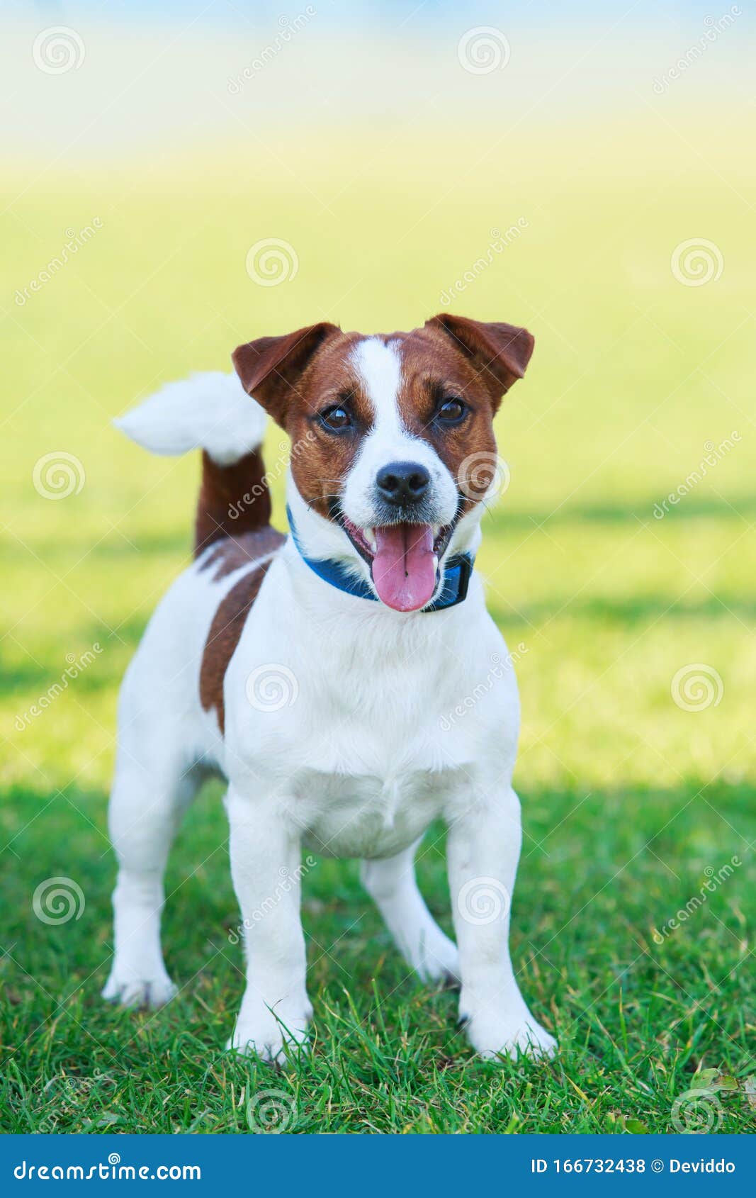 emparedado tristeza Filosófico Cría De Perro Jack Russell Terrier Foto de archivo - Imagen de perro, lindo: 166732438 emparedado tristeza Filosófico Cría De Perro Jack Russell Terrier Foto de archivo - Imagen de perro, lindo: 166732438