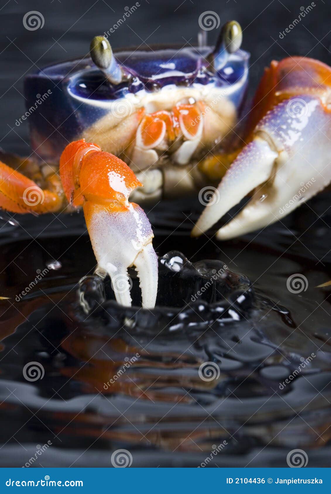 Swimmerets Stock Photos Free & RoyaltyFree Stock Photos from Dreamstime