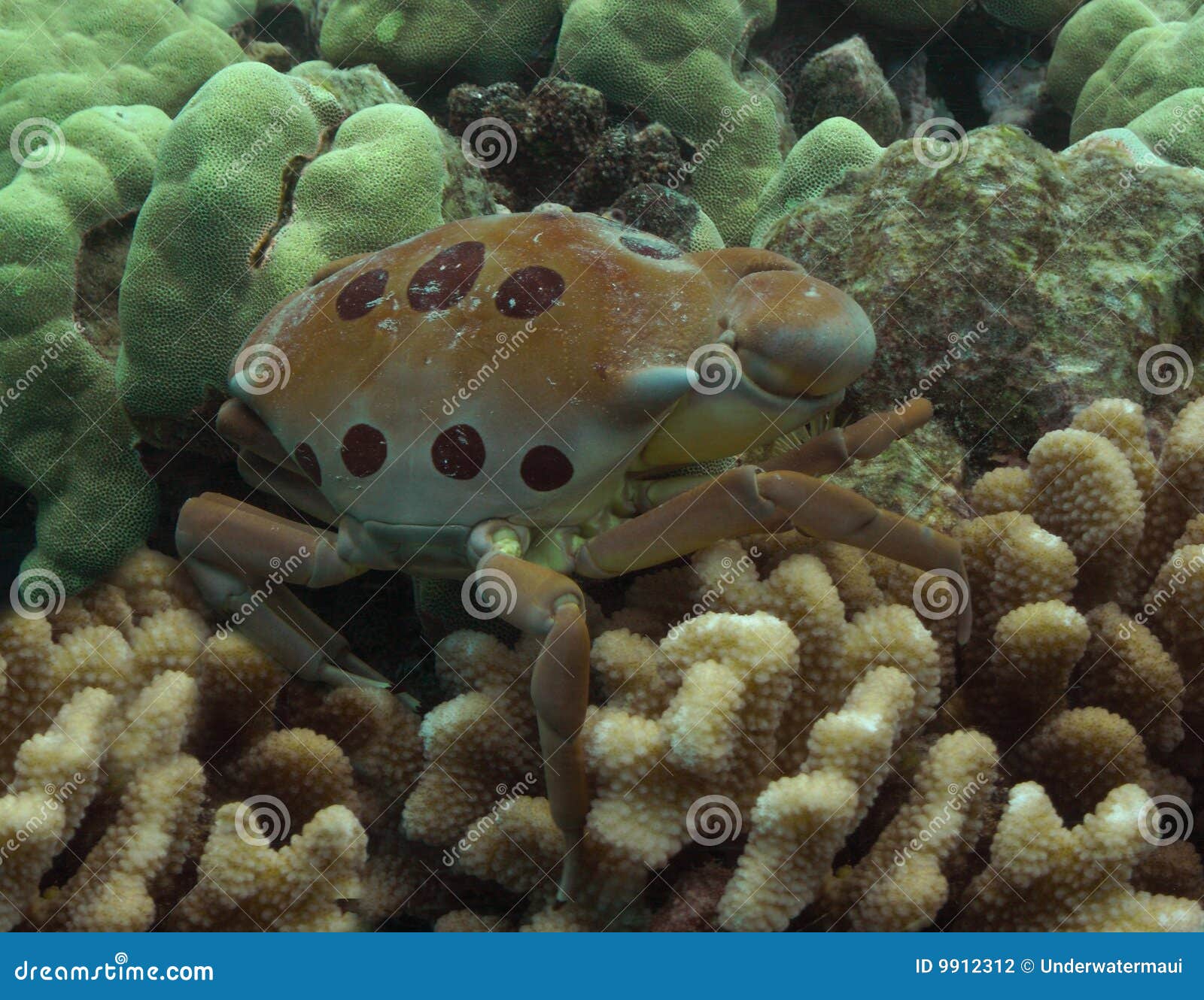 Crab stock photo. Image of hawaii, claws, ahihi, seafood 9912312