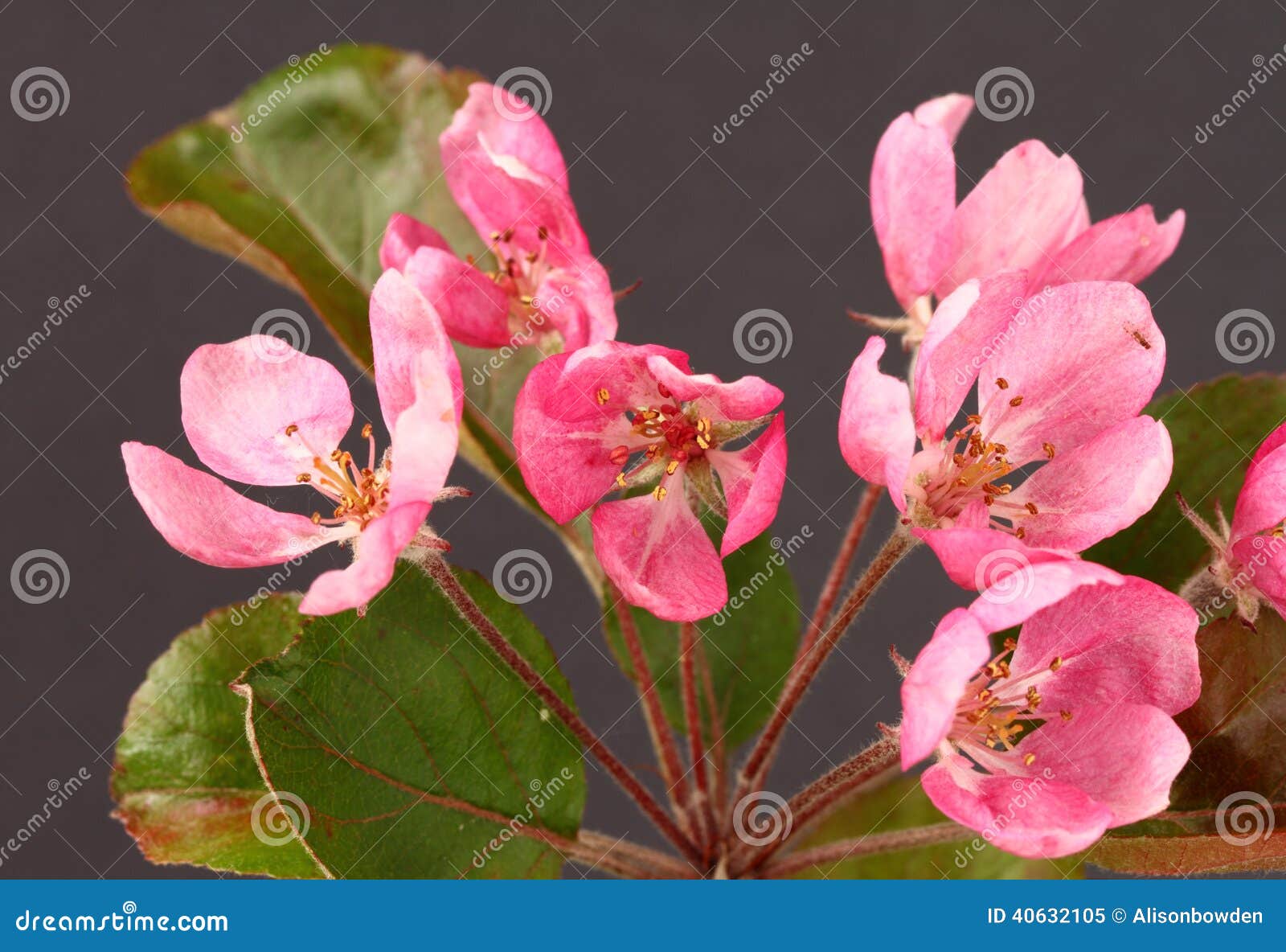 Crab apple blossom stock image. Image of pollen, petals 40632105