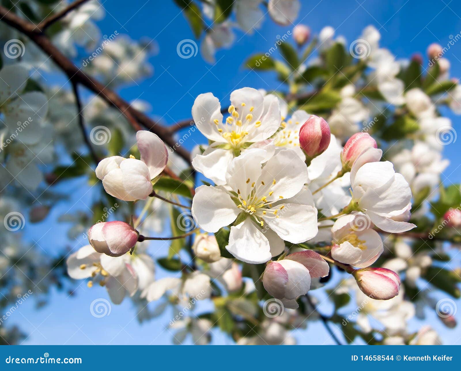 Crab Apple Blossoms stock photo. Image of apple, landscape 14658544