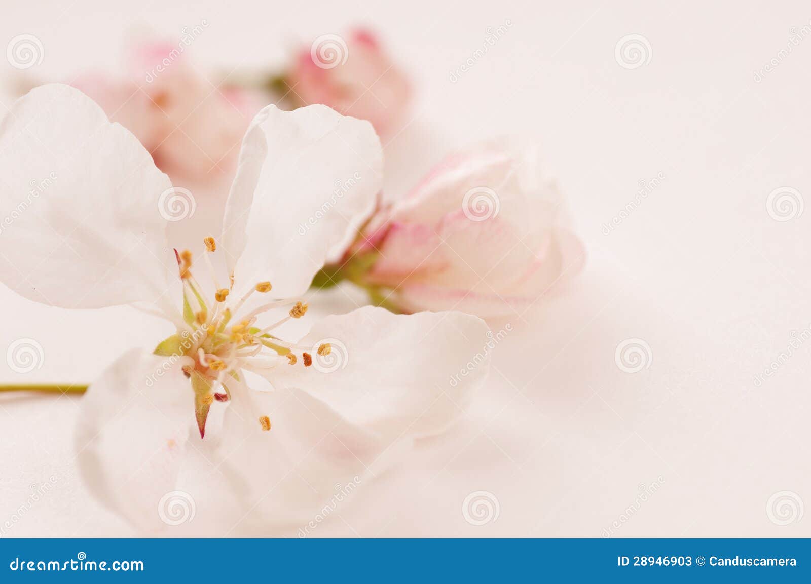 Crab Apple Blossoms Bathing in Light Pink Stock Image Image of apple
