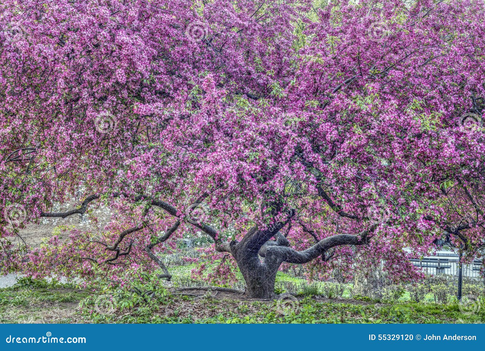 What is a Purple Prince crabapple?