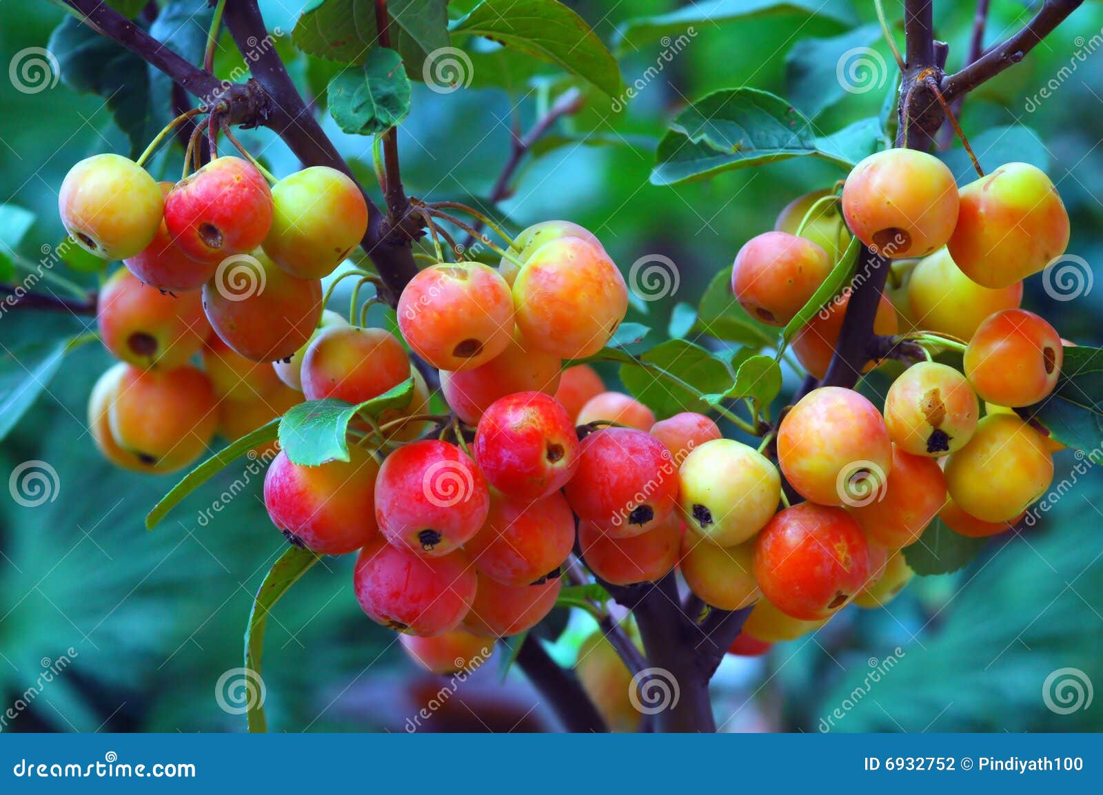 Crab Apples stock photo. Image of color, apples, fleshy 6932752