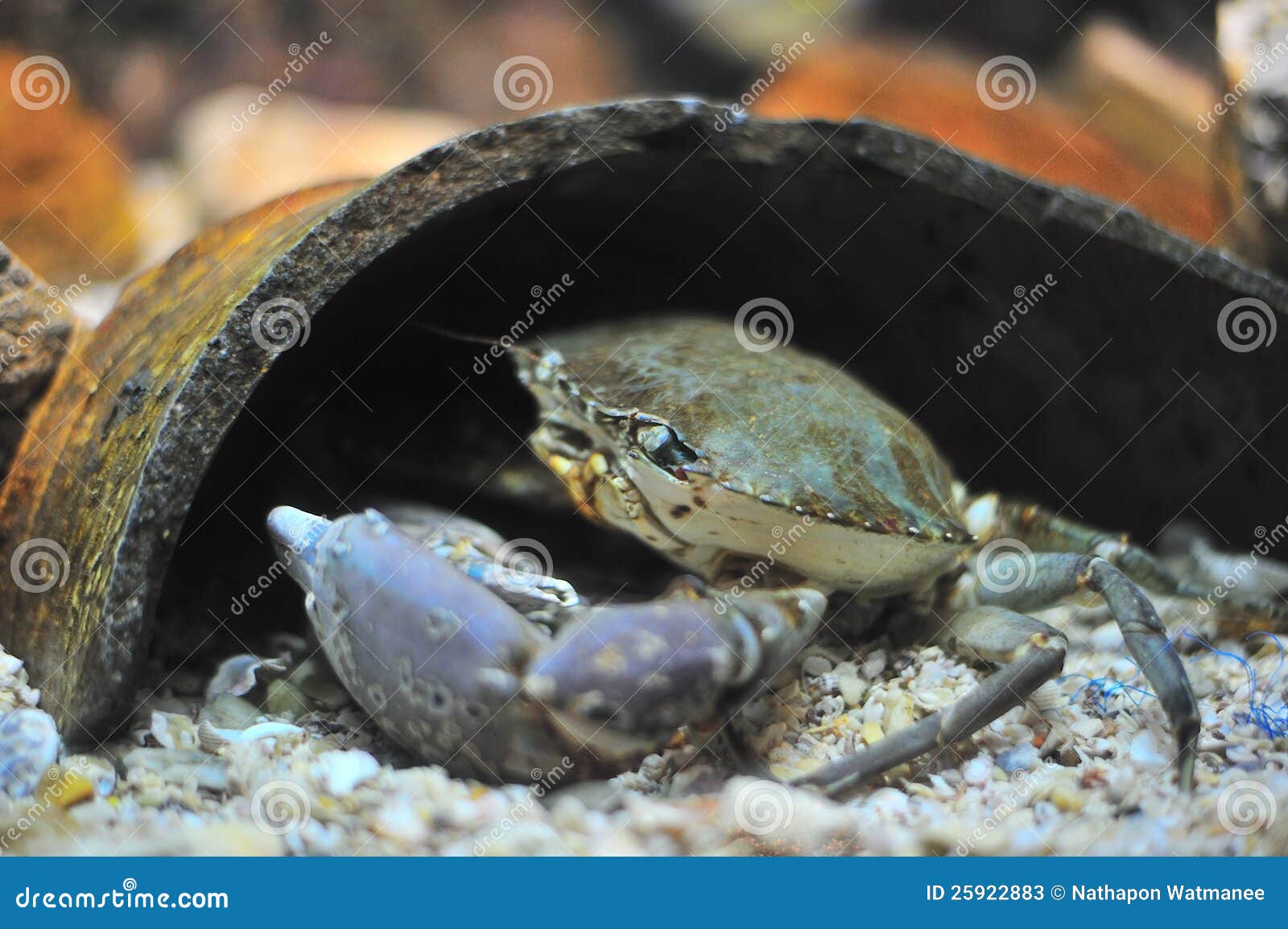 happy fish dream aquarium crab game happy fish dream aquarium crab game