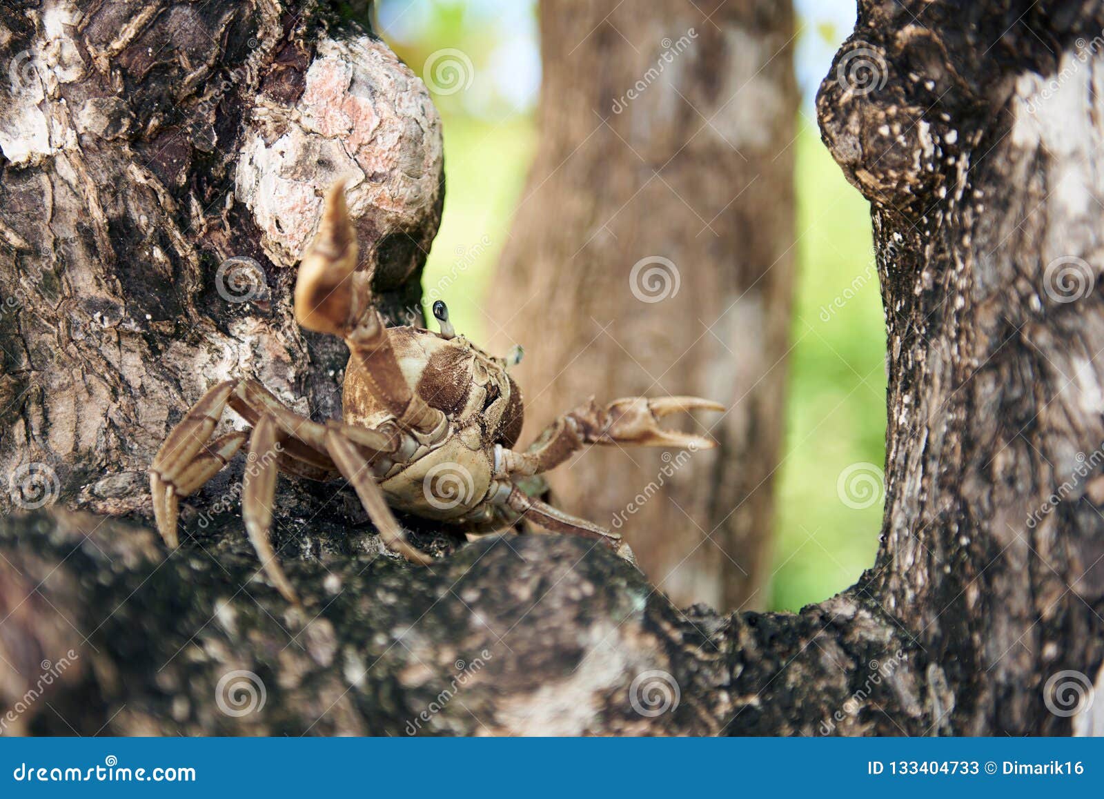 Crab in attack pose stock image. Image of raised, animal 133404733