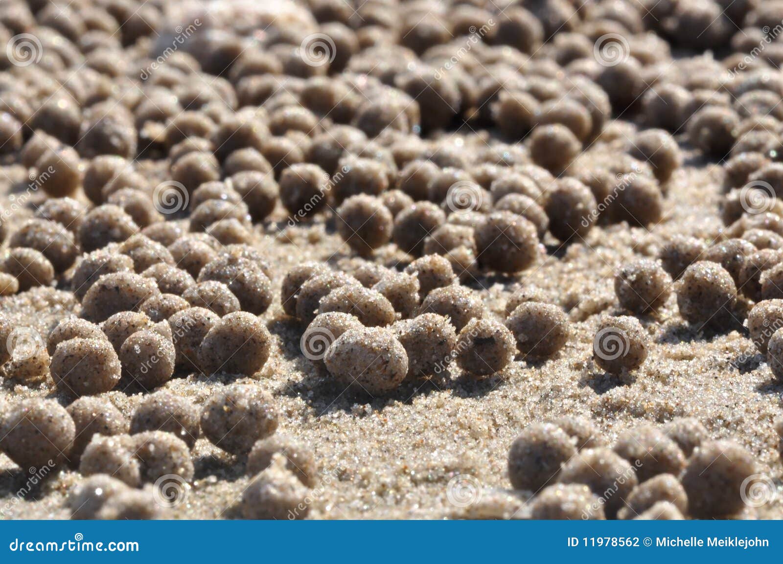 Crab balls stock photo. Image of collection, commitment 11978562