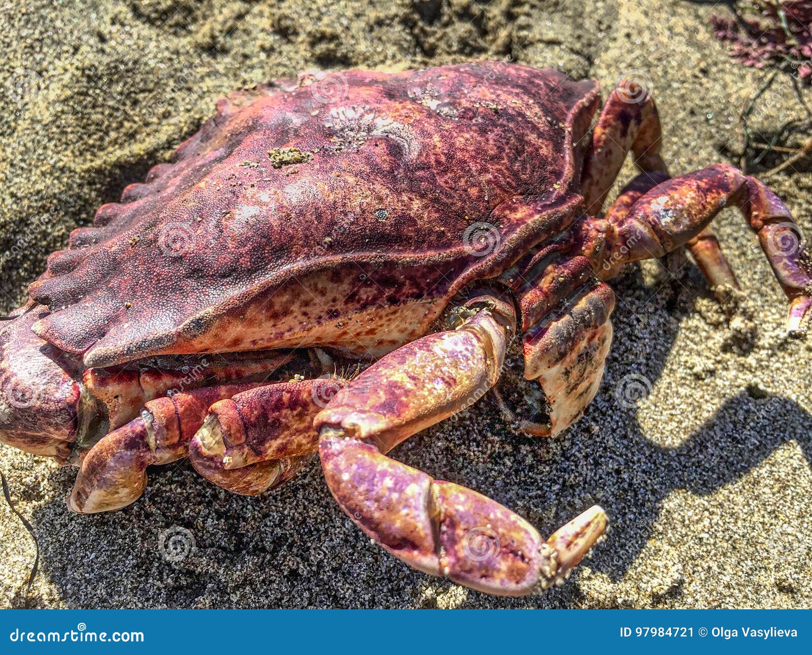 Crab on the beach stock image. Image of meat, fish, nature 97984721