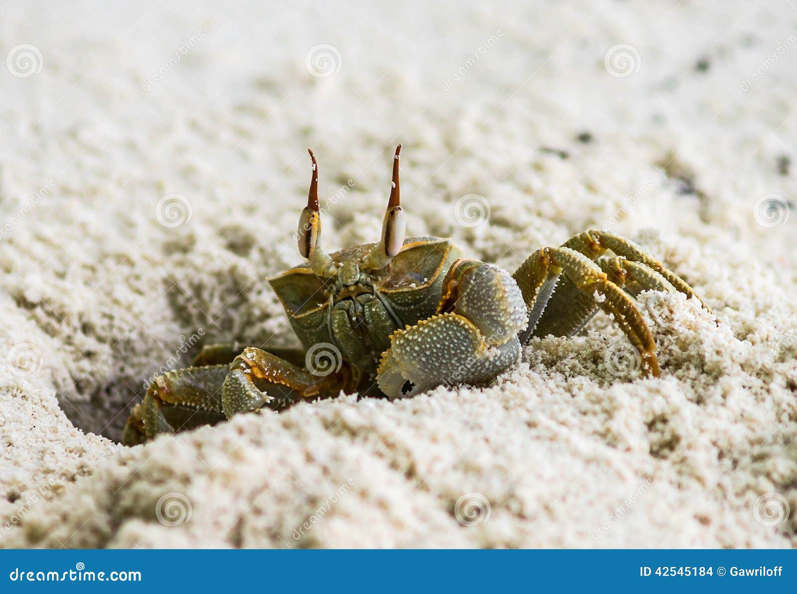 Crab on the beach stock photo. Image of details, waves 42545184