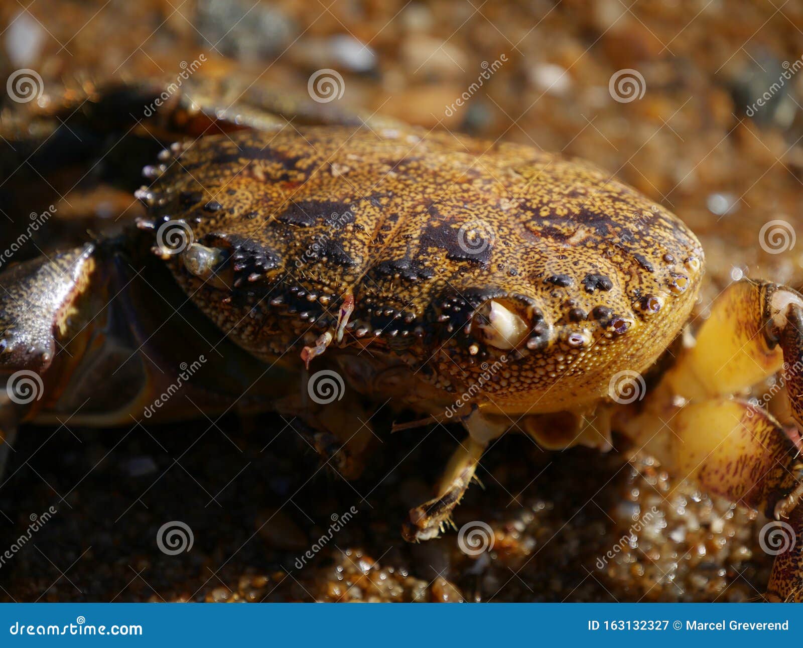 a crab with big pliers