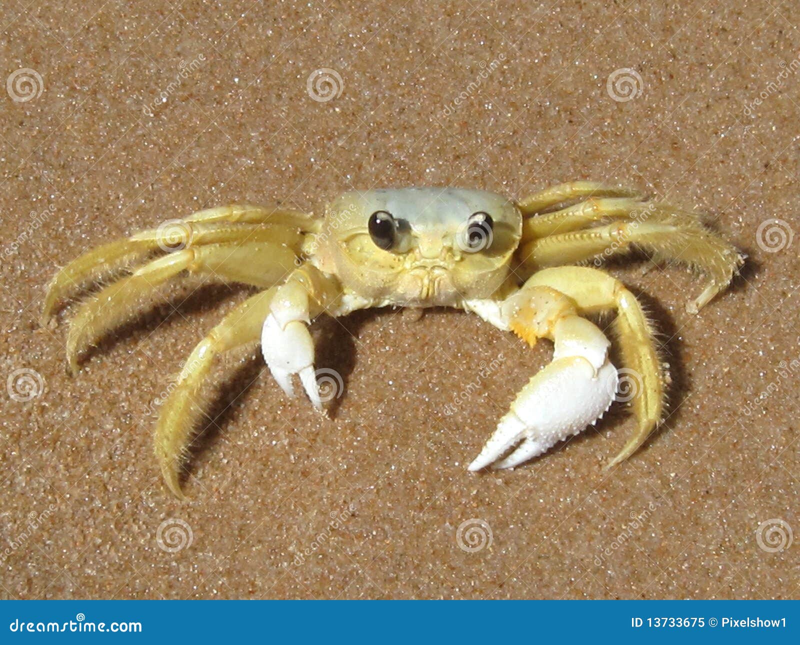 Crab on the Caribbean Beach Stock Image Image of caribbean, claw