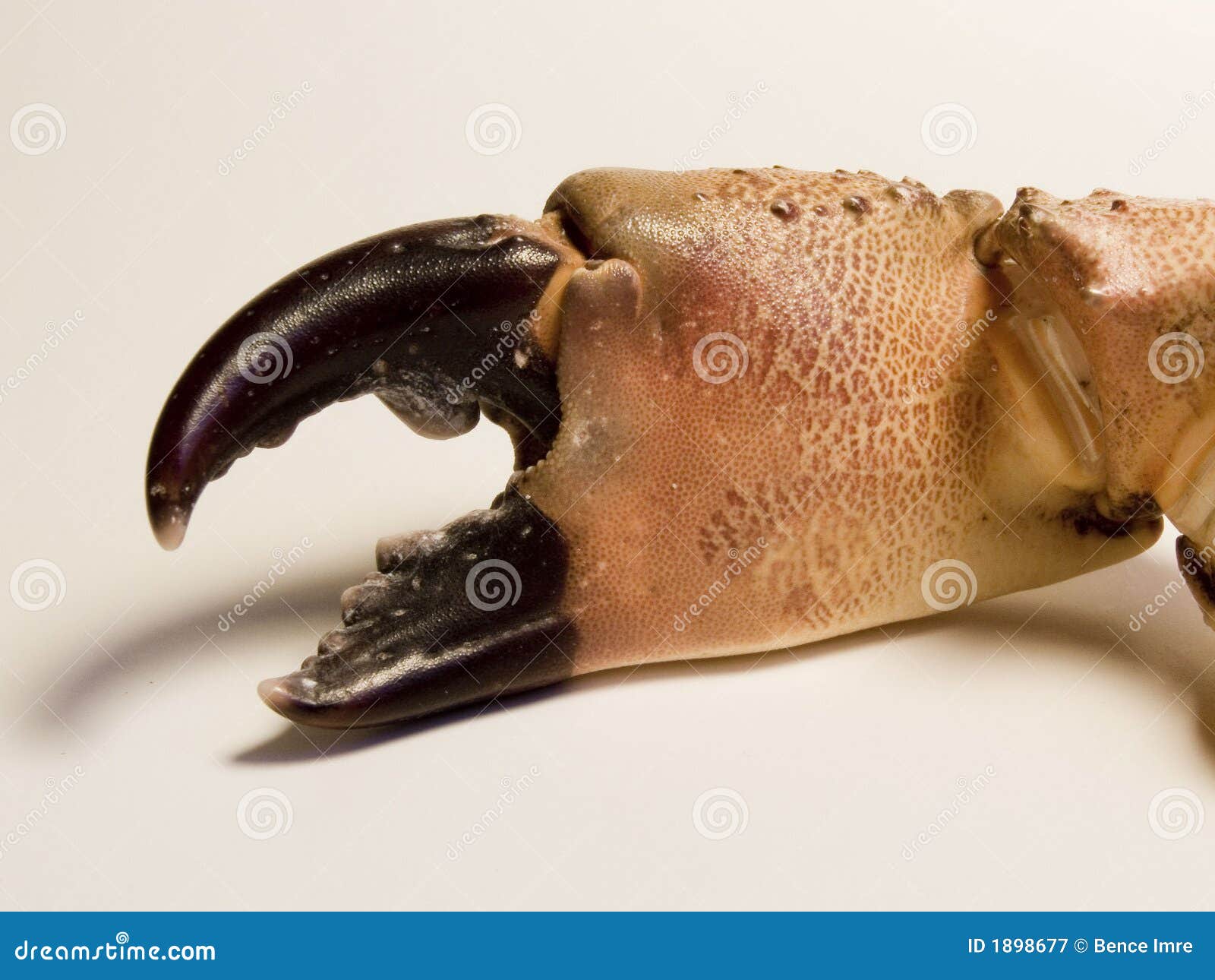 Crab claw stock image. Image of teeth, restaurant, appetite 1898677