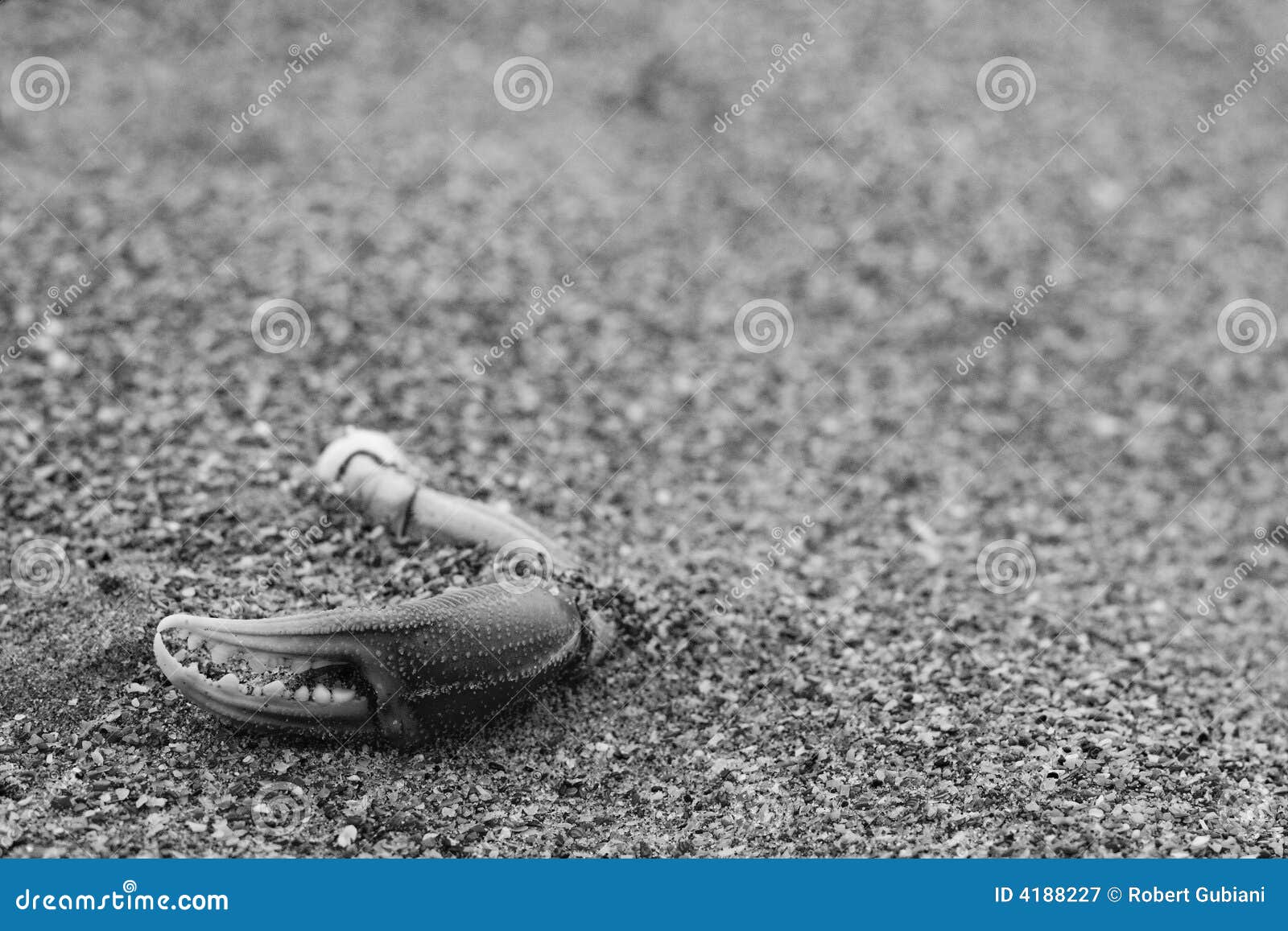 Crab claw on beach stock image. Image of omnivore, white 4188227