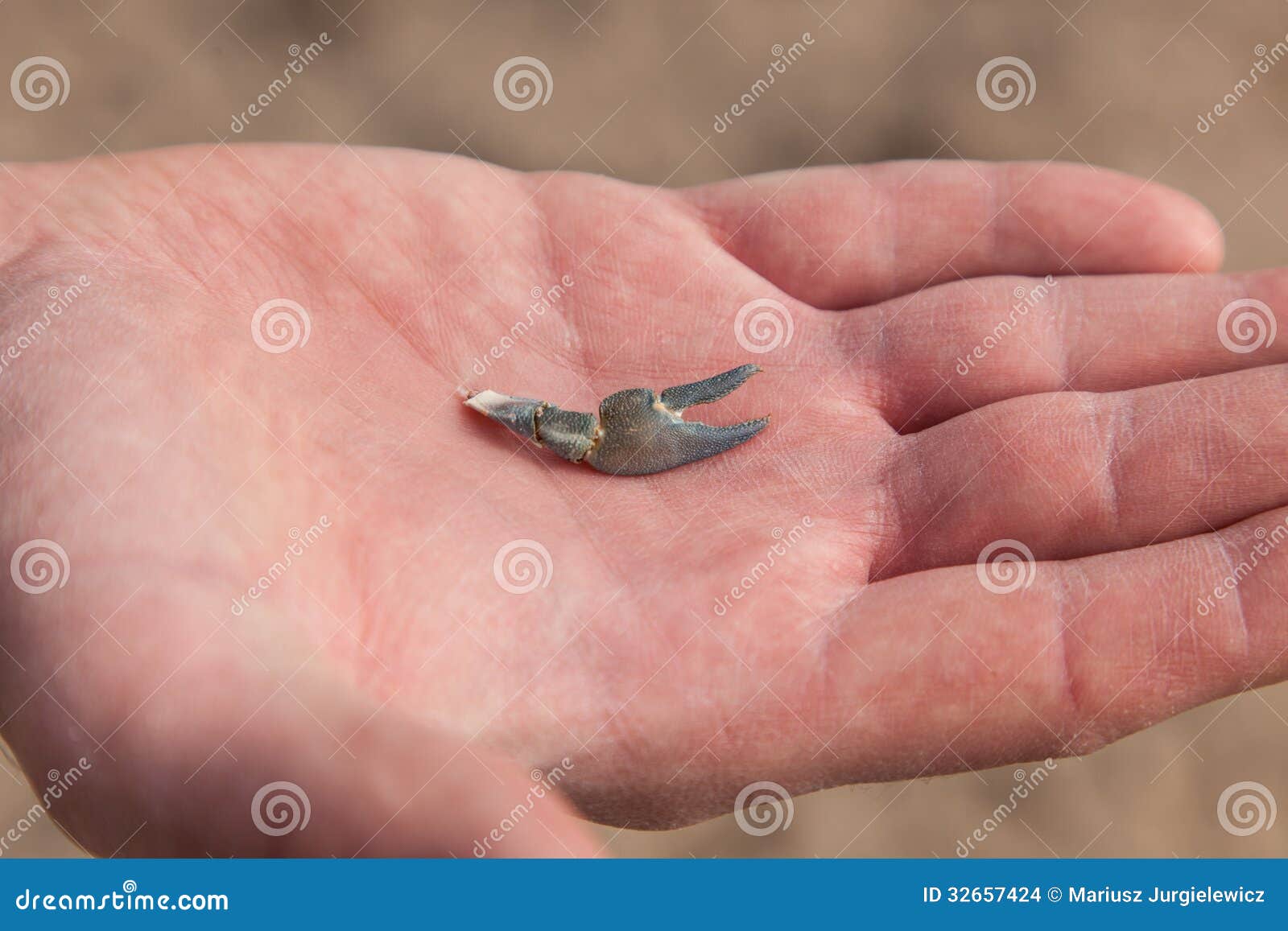 Crab claw stock photo. Image of human, beach, crustacean 32657424