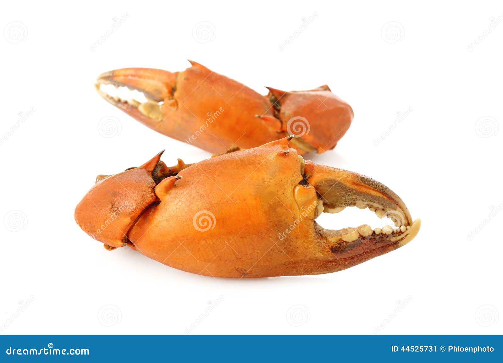Crab Claw on White Background Stock Image Image of cooked, white