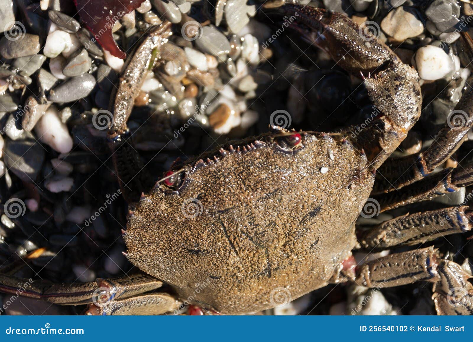 Crab stock photo. Image of family, england, crabs, city 256540102
