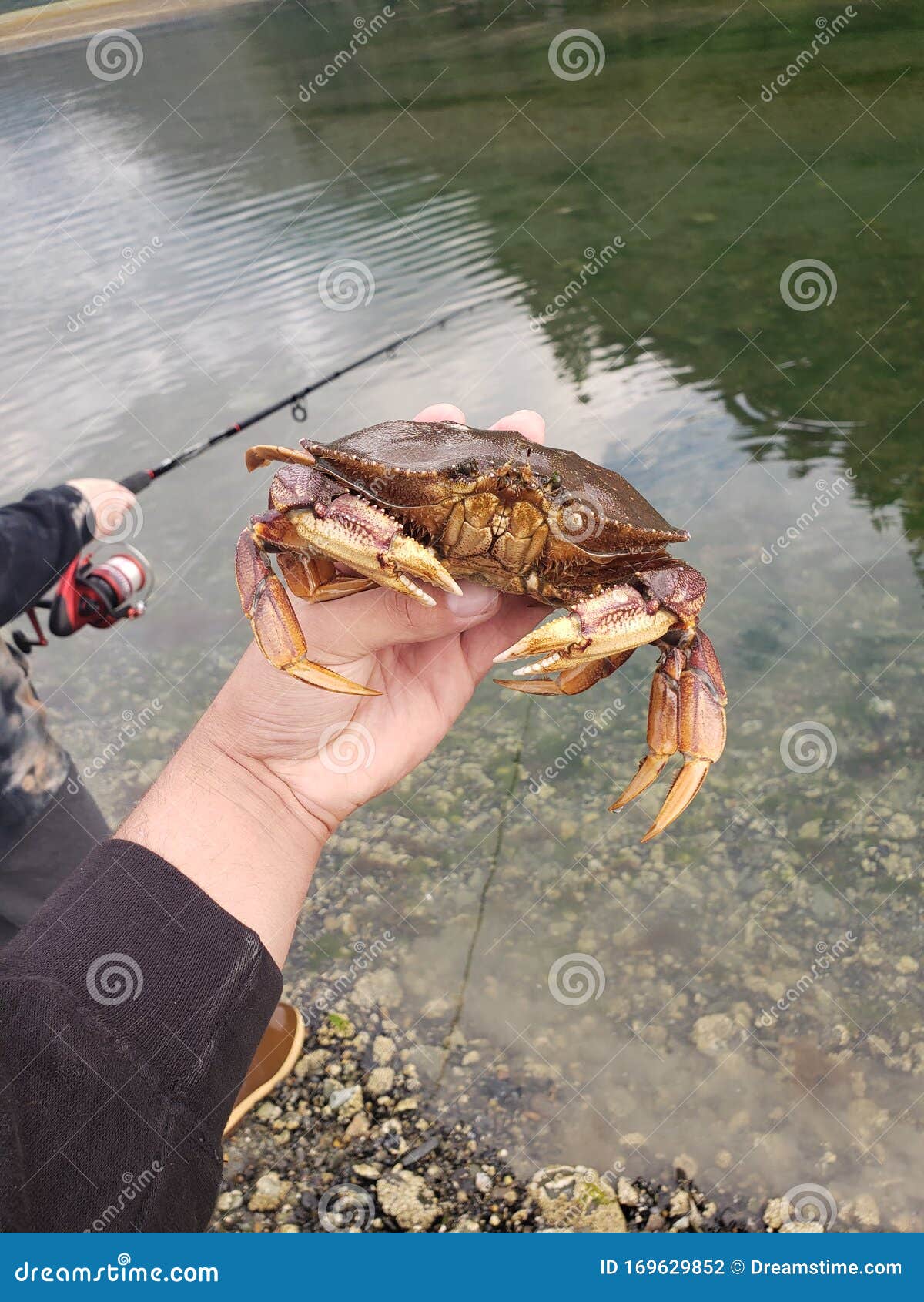 Crab Crabbing Fishing Pole Water Stock Photo - Image of crab, crabbing:  169629852