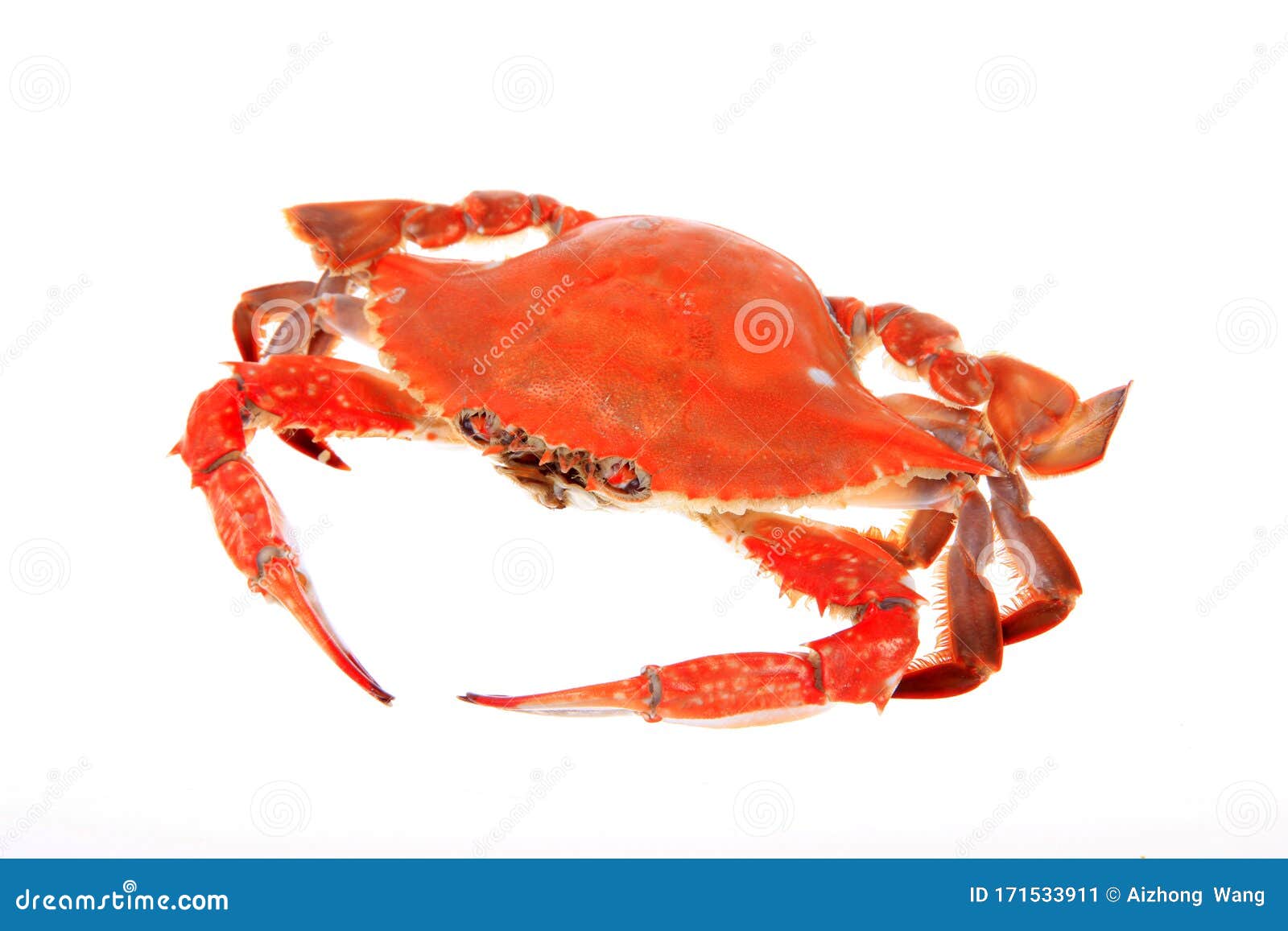 Crab stock image. Image of delicacy, crab, isolated 171533911