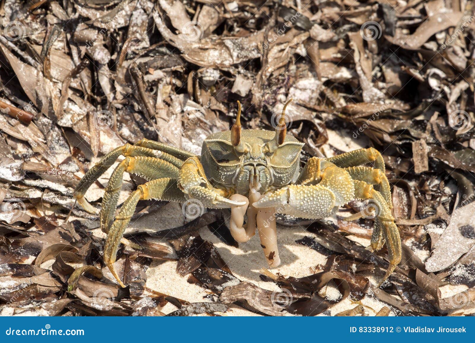 Crab At Algae In Dominican Republic Beach, Bayahibe, Resort Royalty